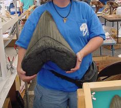 I found this photo on Pinterest... And I realized I was way off on my idea of the size of a prehistoric Megalodon shark tooth... I think my eyes were on the quest for something about, oh, one-ten-thousandth the size of this.