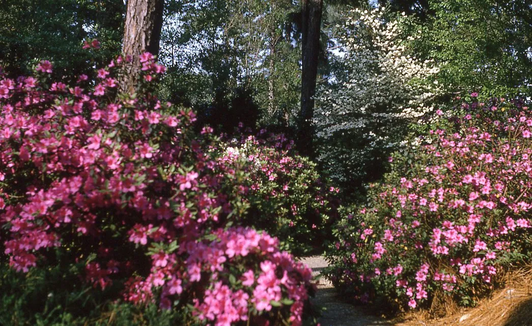 Hodges Gardens State Park 1970s