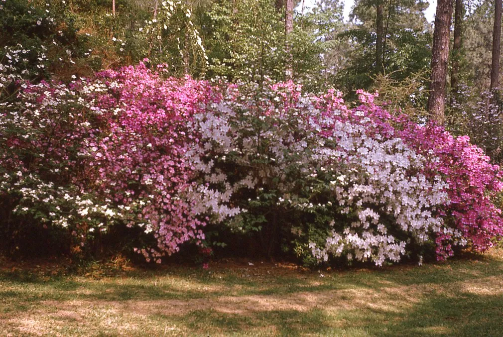 Hodges Gardens State Park 1970s