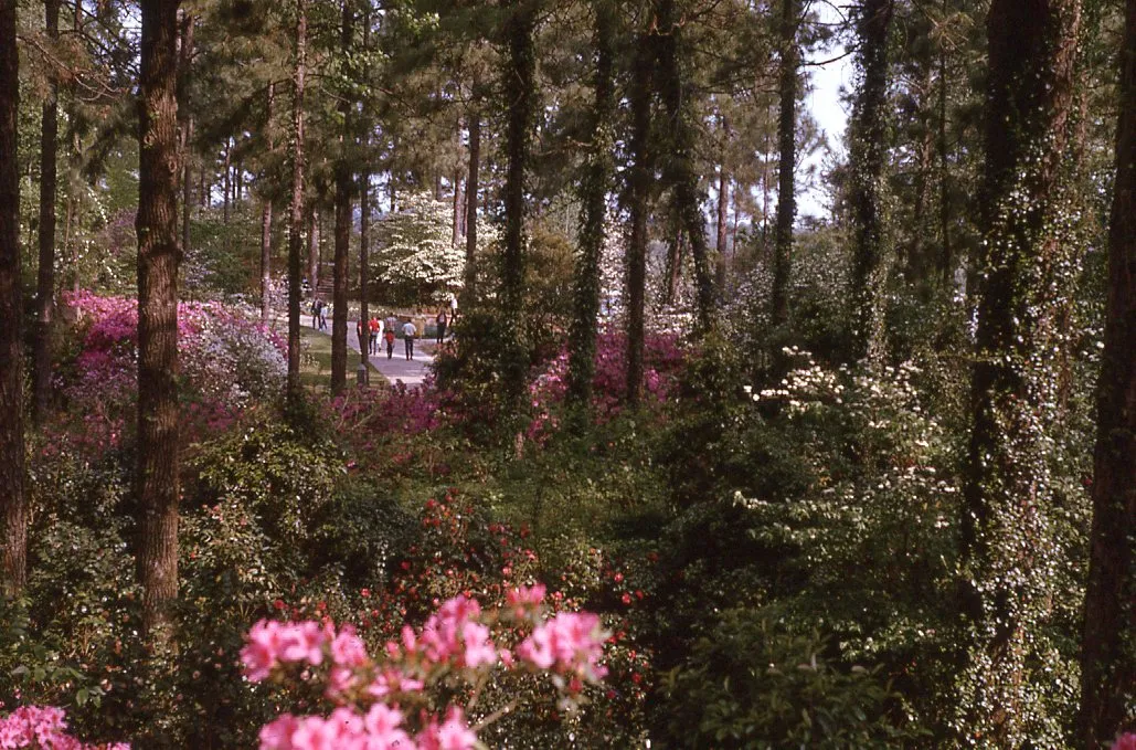 Hodges Gardens State Park 1970s