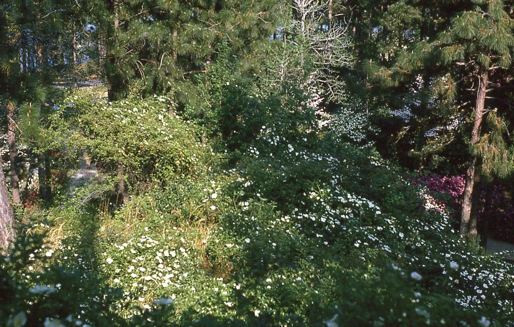 Hodges Gardens State Park 1970s