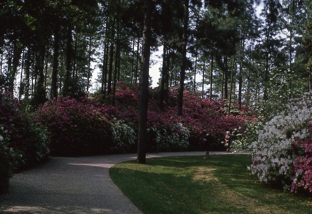 Hodges Gardens State Park 1970s