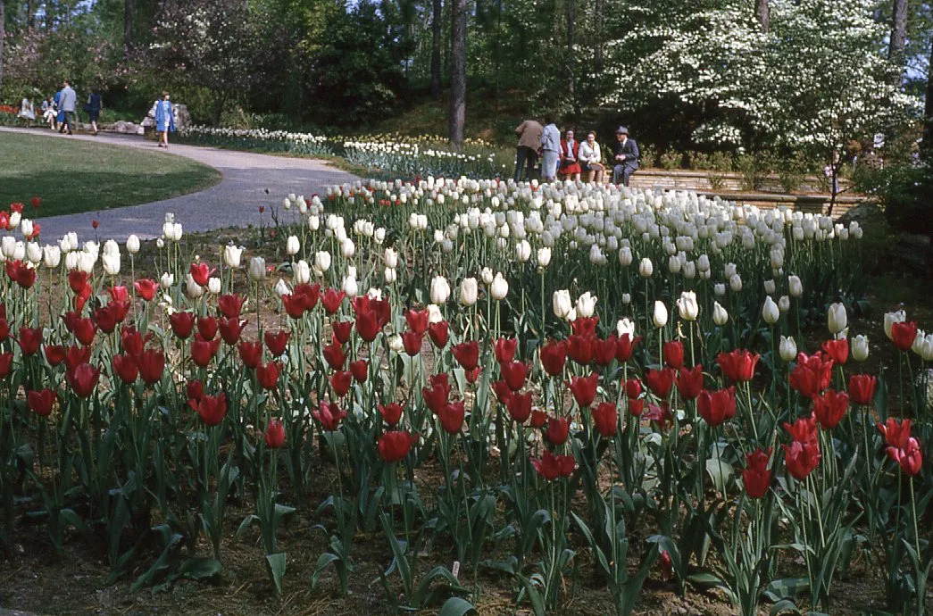 Hodges Gardens State Park 1970s