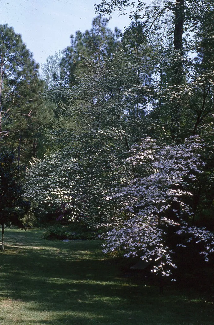 Hodges Gardens State Park 1970s