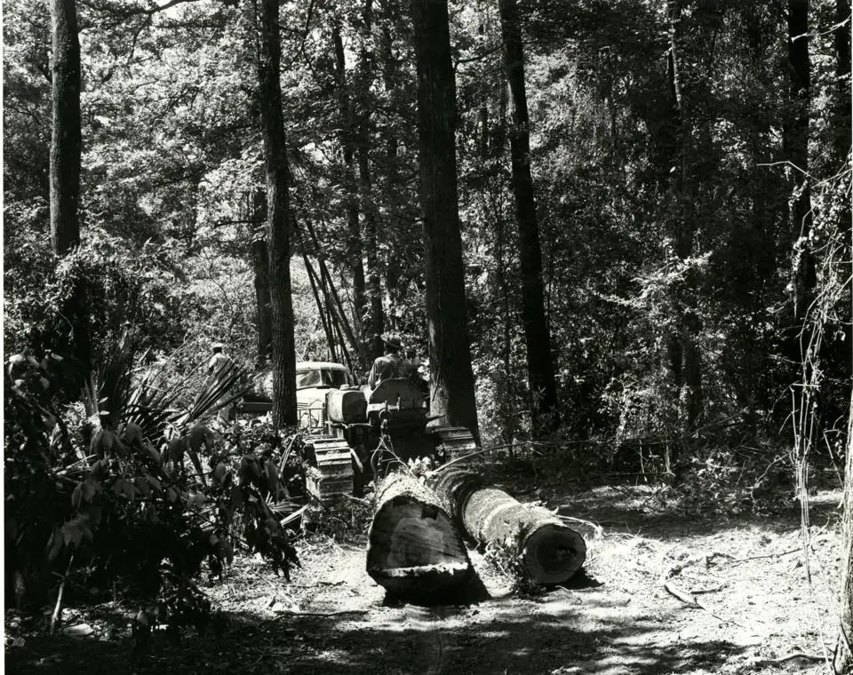 Photograph from the Facebook post “Logging”