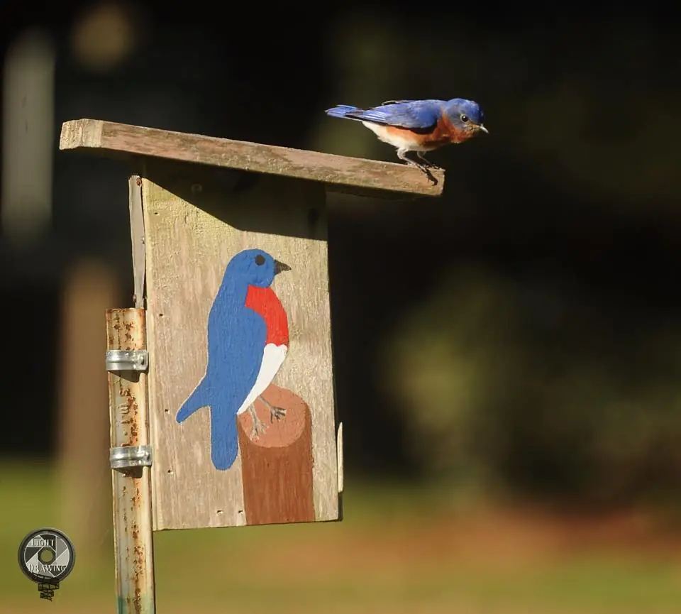 Photograph from the Facebook post “This Eastern Blurbird box at Hodges Gardens is so adorable...”