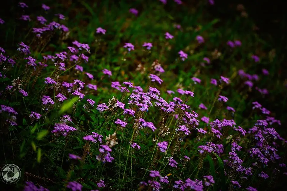 Photograph from the Facebook post “Beauty in the little things...”