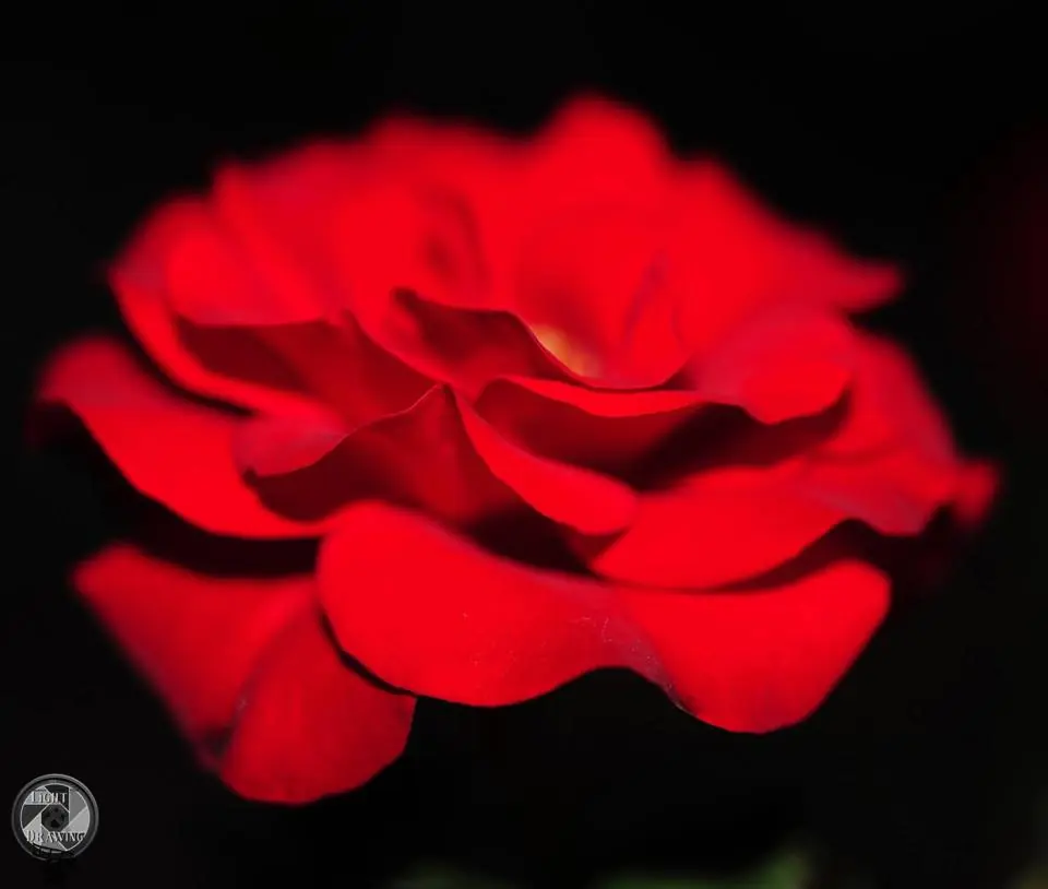Photograph from the Facebook post “One of the roses at Hodges Gardens”