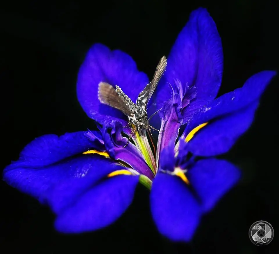 Photograph from the Facebook post “Louisiana irises bloom in bloom at Hodges (I hope I a, right on the flower…”