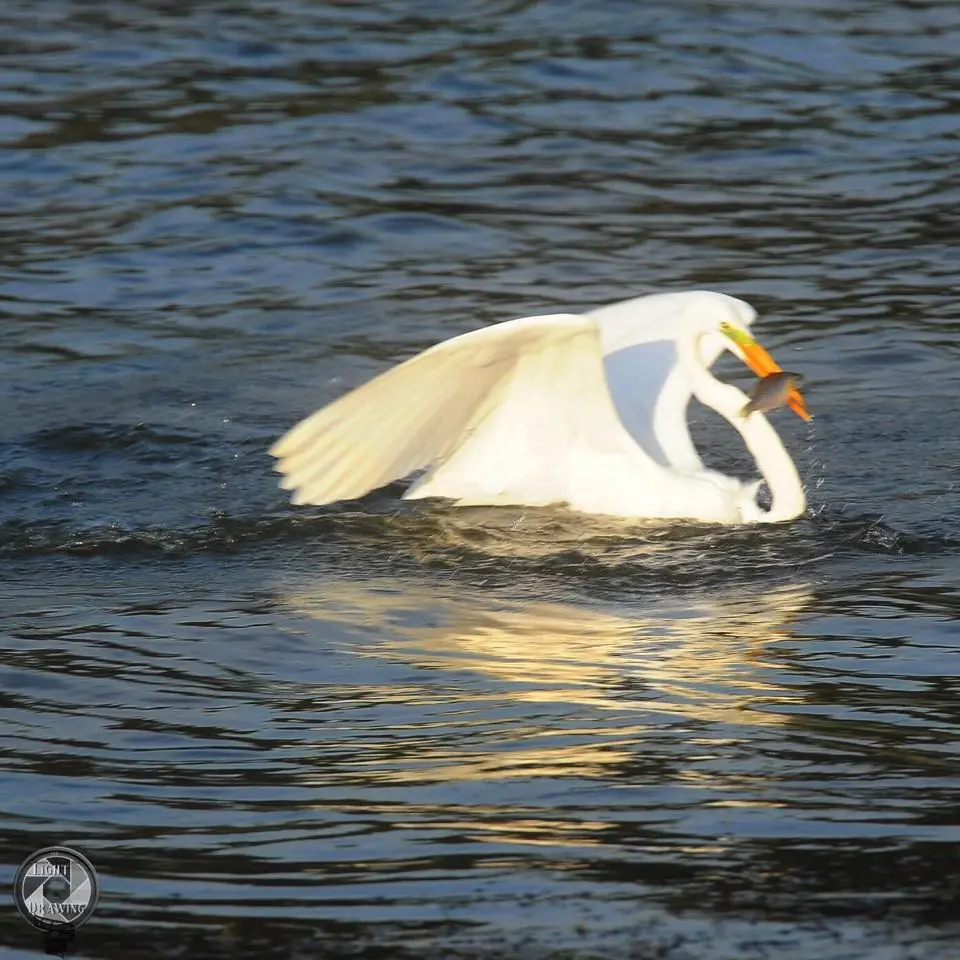 Photograph from the Facebook post “Fishing Great White Heron on Hodges Lake.”