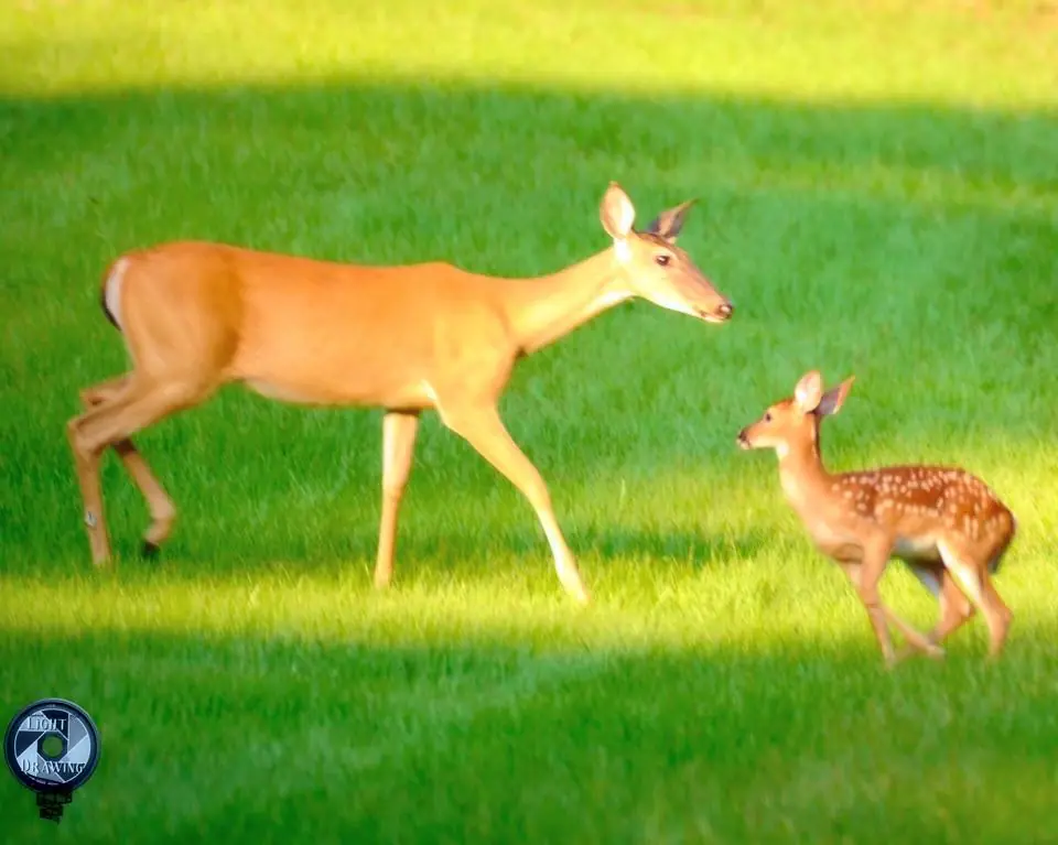 Photograph from the Facebook post “Happy deer at Hodges.”