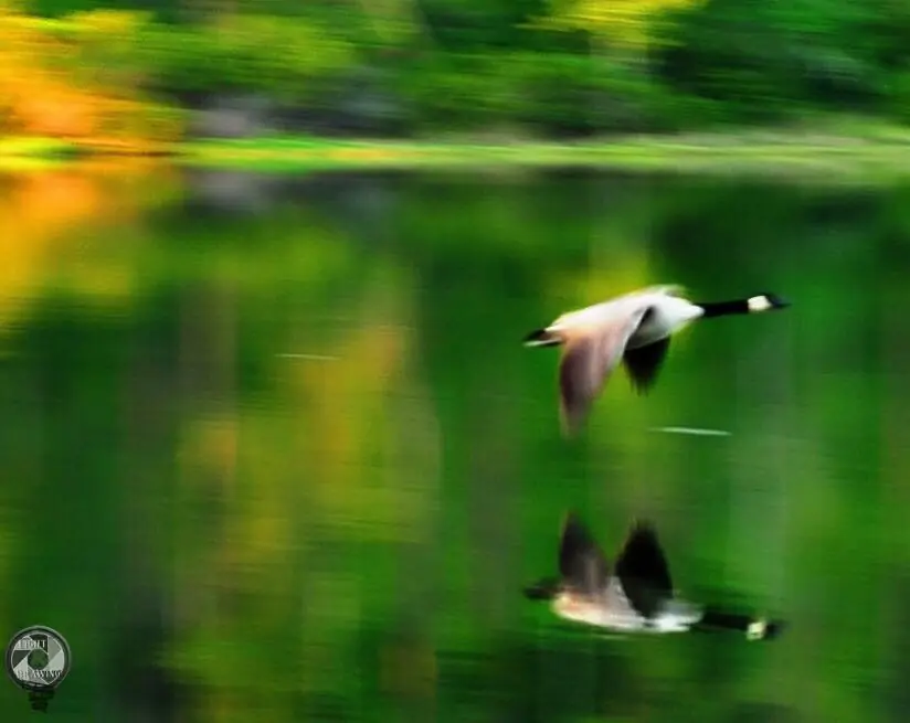 Photograph from the Facebook post “Canada goose at Hodges.”