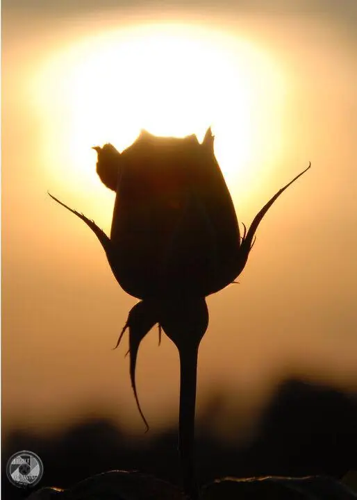 Photograph from the Facebook post “A single rose which has yet to bloom at Hodges Gardens offers plenty of raw beauty as…”