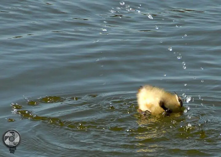 Photograph from the Facebook post “Baby's first bath.”