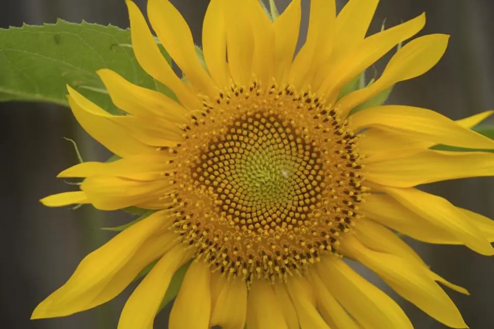 Photograph from the Facebook post “In search of a field of sunflowers to photograph!”