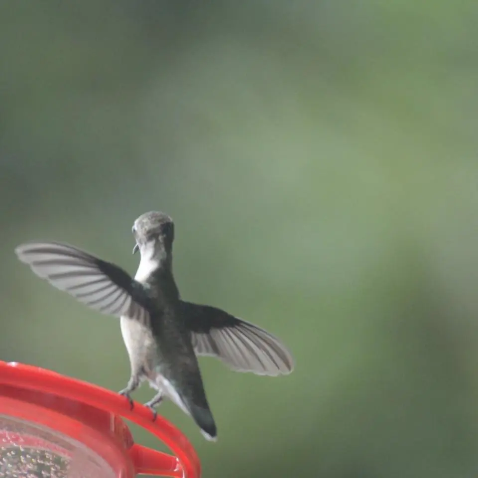 Photograph from the Facebook post “Some of my hummingbird photos.”