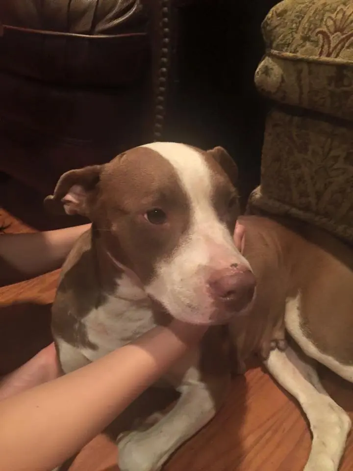 Photograph from the Facebook post “We found this sweet dog night before last like this.”