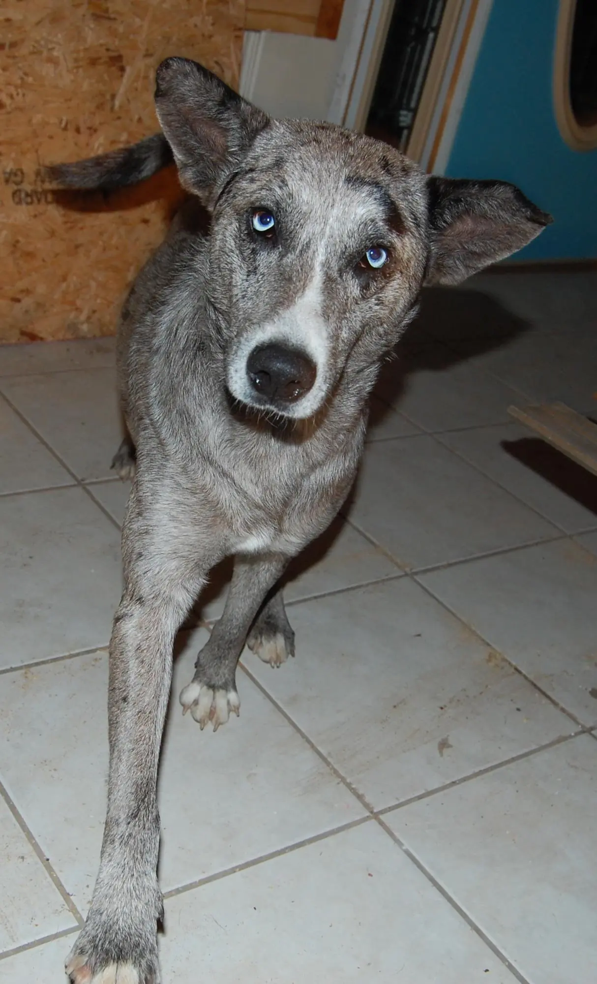 Photograph from the Facebook post “A friend of ours has lost his dog and is in desperate hopes of finding him safe and well.”