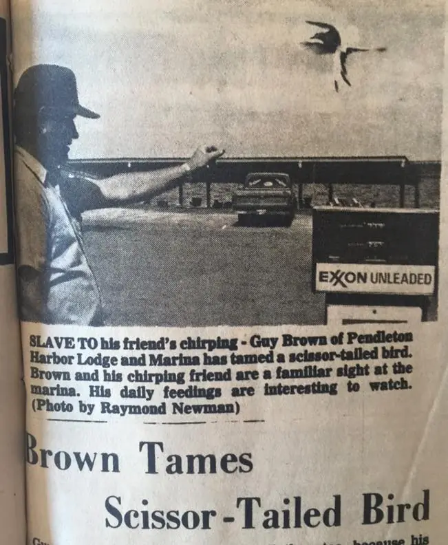 Photograph from the Facebook post “1976, the taming of a scissor tailed bird #scissortail #scissortailedbird”
