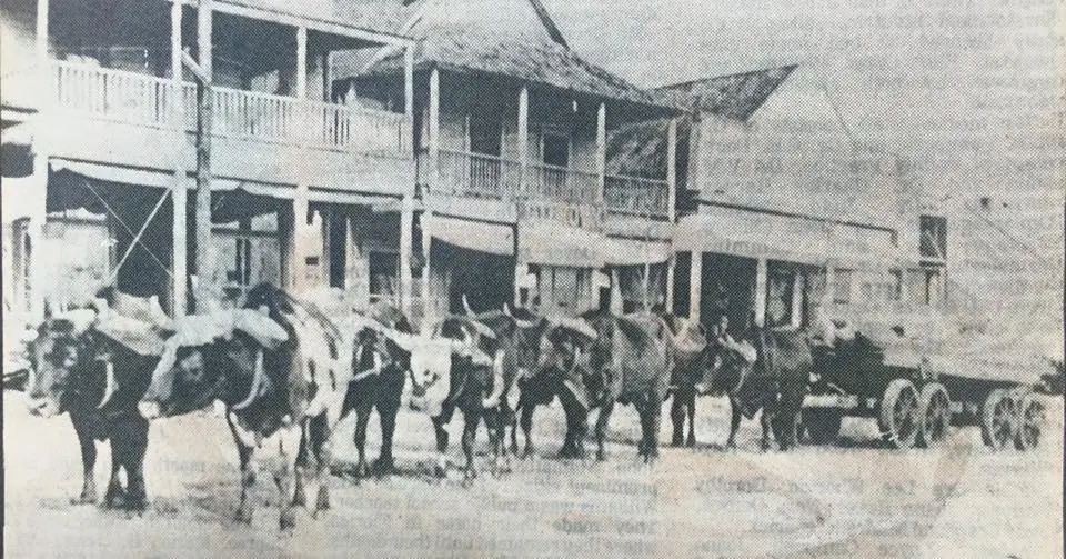 Photograph from the Facebook post “Even a longer time ago on front street In Zwolle, a team of oxen pulling a wagon of…”