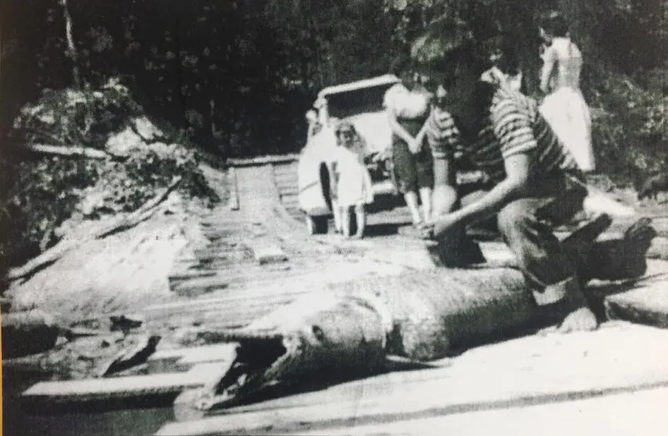 Photograph from the Facebook post “If it looks like an alligator and smells like an alligator...”