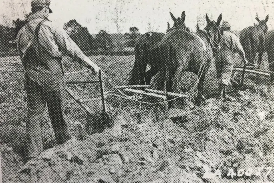 Photograph from the Facebook post “Shown plowing under the winter cover and green manure crop of Austrian winter peas, that…”