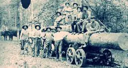 Photograph from the Facebook post “Logging with oxen near Milam, Texas in Sabine County.”