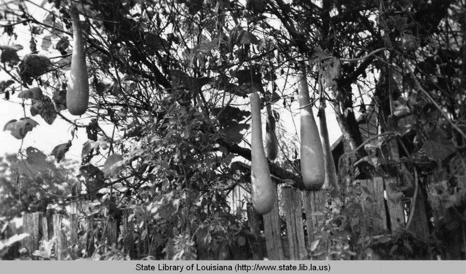 Photograph from the Facebook post “Chinese Squash in Natchitoches Parish Louisiana in the 1930s.”