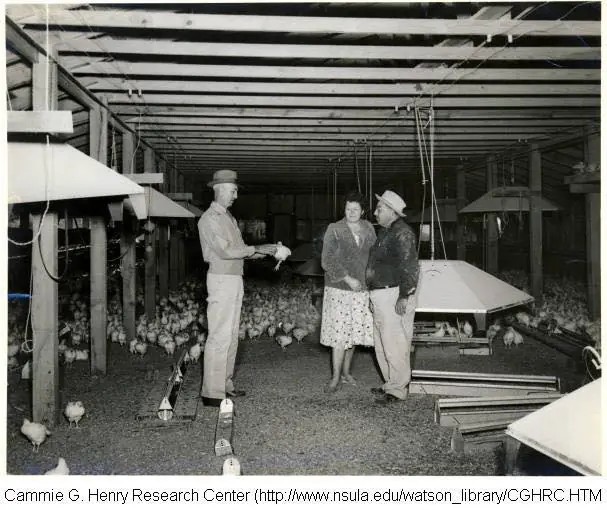 Photograph from the Facebook post “Poultry farm in Natchitoches.”
