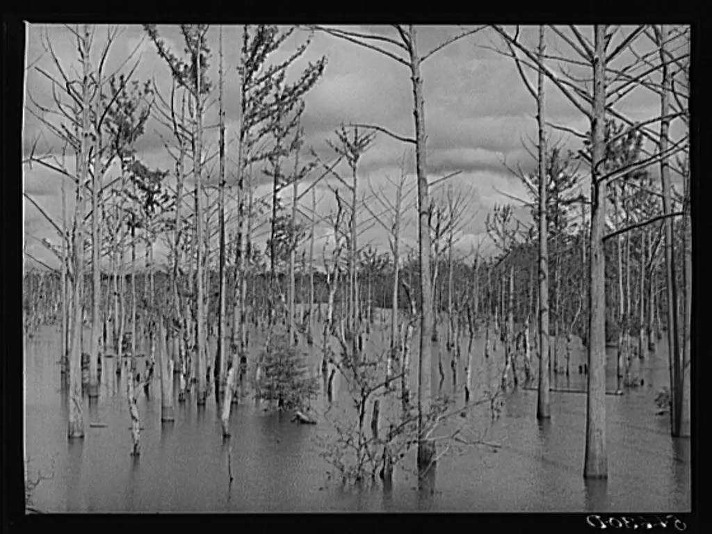 Photograph from the Facebook post “Melrose, Natchitoches Parish, Louisiana.”