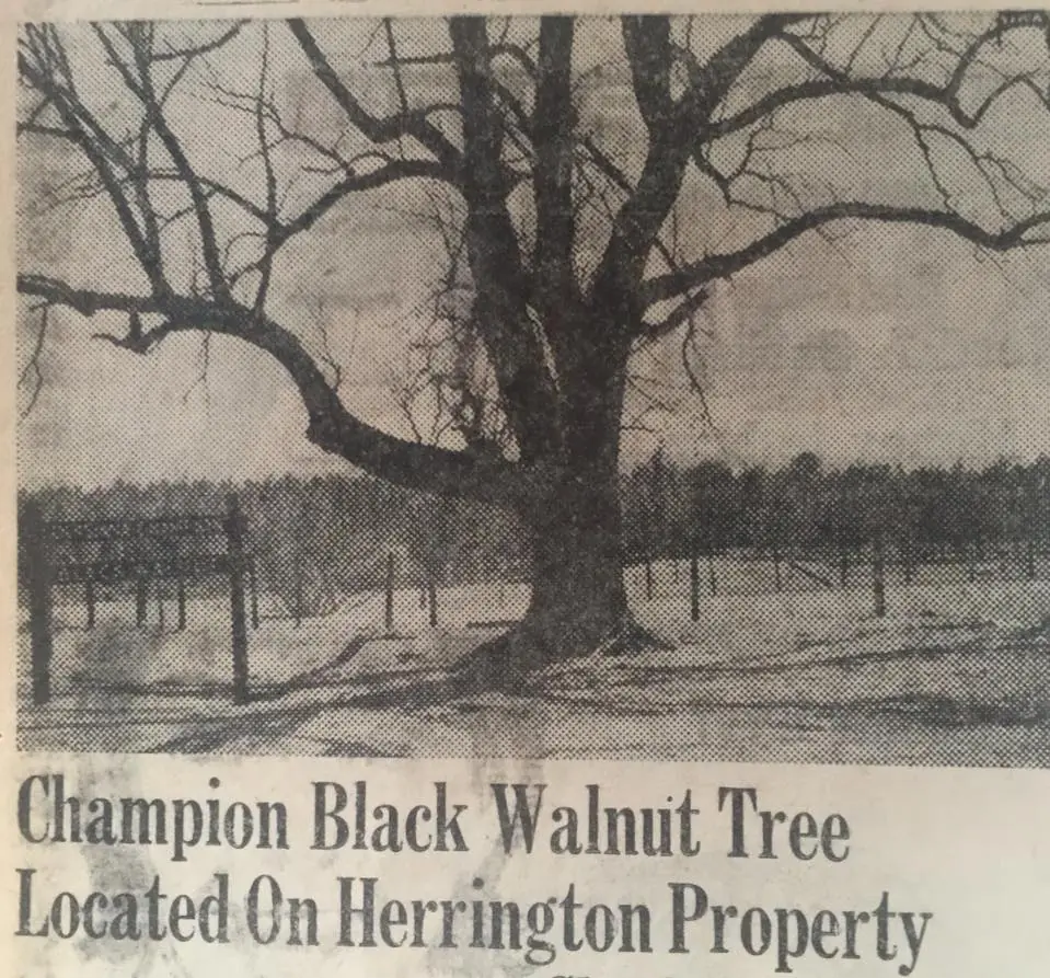 Photograph from the Facebook post “Champion walnut tree!”