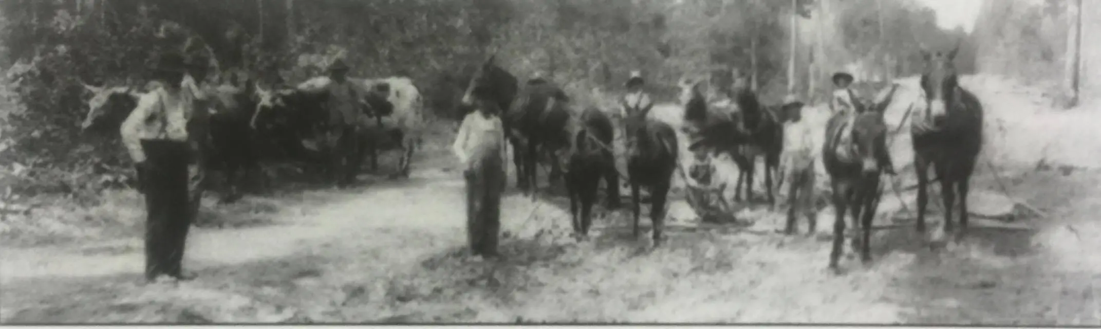 Photograph from the Facebook post “Logging mule team in Zwolle.”