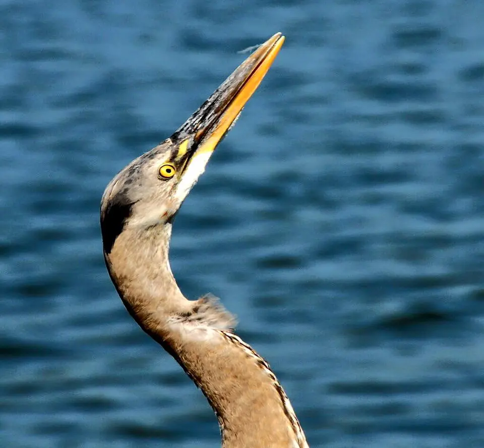 Photograph from the Facebook post “Beautiful great blue heron watching a bird fly above him at Hodges Gardens.”