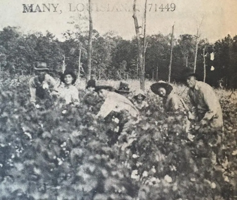 Photograph from the Facebook post “Picking cotton, 1939, on Texas Road near Many at the Speights Place.”