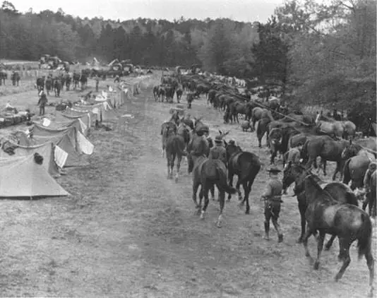 Photograph from the Facebook post “Soldiers with horses near a campground around Beauregard Parish, 1941, Louisiana Maneuvers”