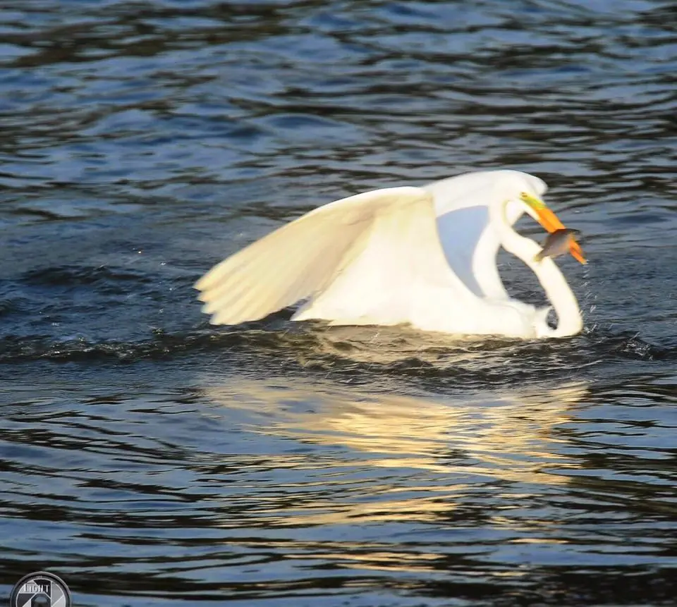 Photograph from the Facebook post “Heron fishing at Hodges Gardens Lake”