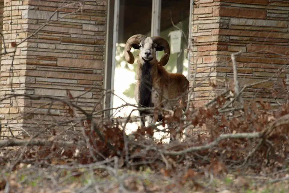 Photograph from the Facebook post “The large male ram who once lived on "House Island" where Mr.”