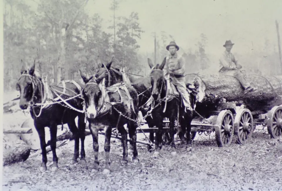 Photograph from the Facebook post “In early logging, eight-wheeled Martin wagons—built in Lufkin, Texas—carried logs over…”