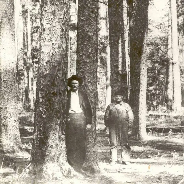 Photograph from the Facebook post “Virgin timber, early 1900s.”