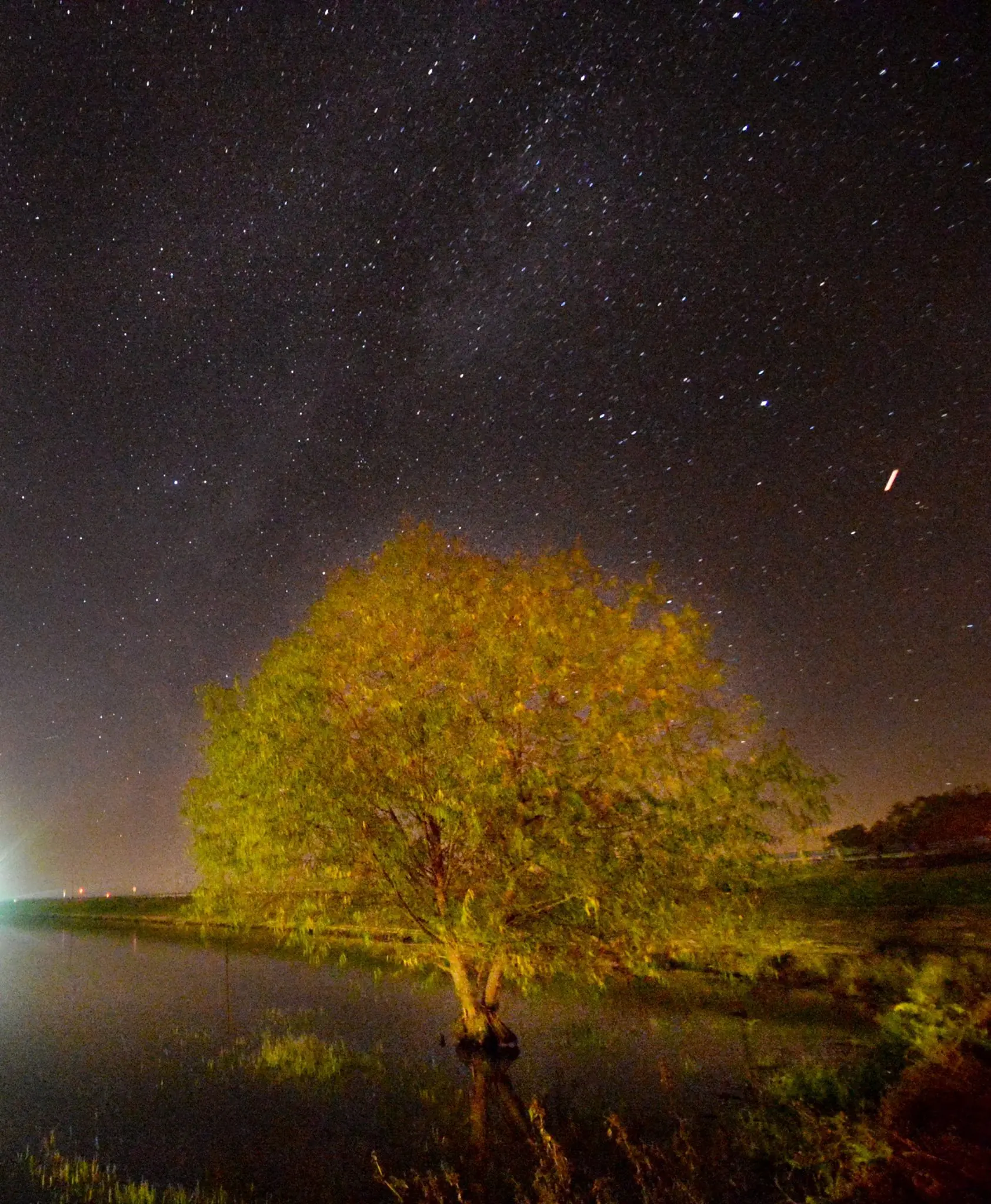 Photograph from the Facebook post “Just a tree...”