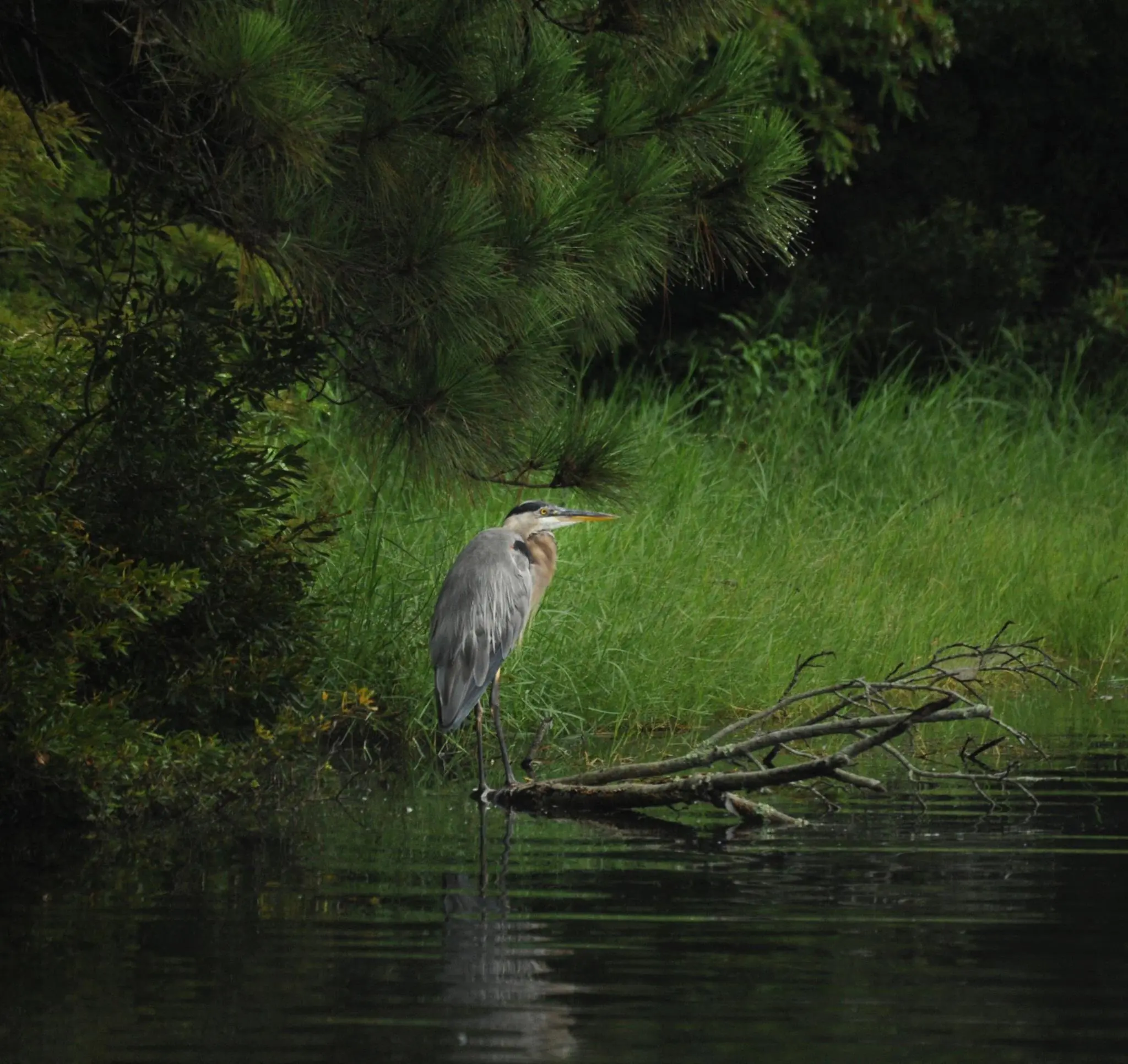 Photograph from the Facebook post “Great Blue Heron at Hodges Gardens State Park in Sabine Parish, taken three months ago.”