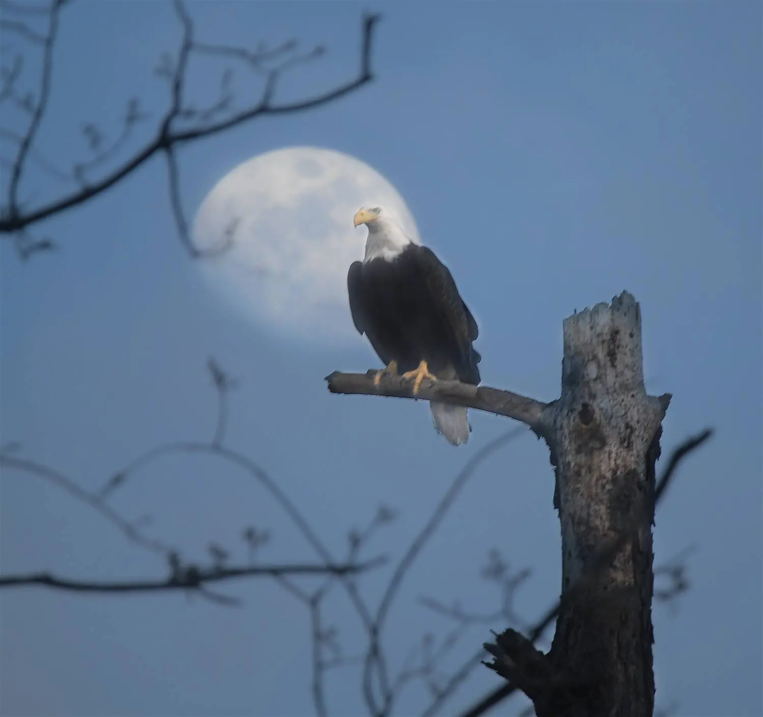 Photograph from the Facebook post “The eagles at Hodges Gardens State Park in Sabine Parish, Louisiana are fantastic to…”