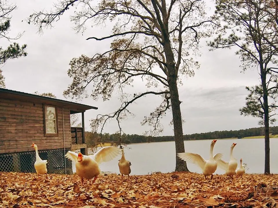 Photograph from the Facebook post “Hodges Gardens State Park in Sabine Parish, Louisiana.”