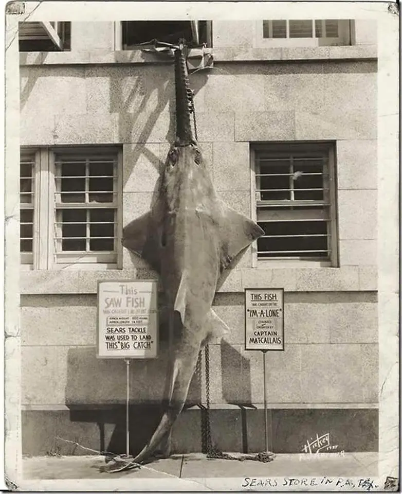 Photograph from the Facebook post “Giant sawfish caught caught in 1938 near Sabine Pass by Mac Callais on his boat, the…”
