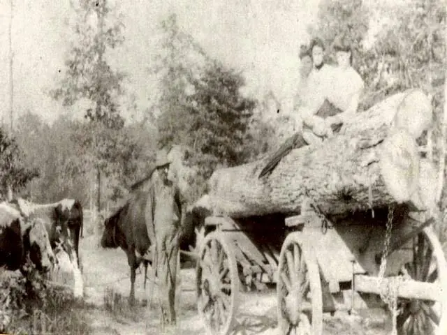 Photograph from the Facebook post “Men hauling logs with a team of bulls, in Beauregard Parish.”