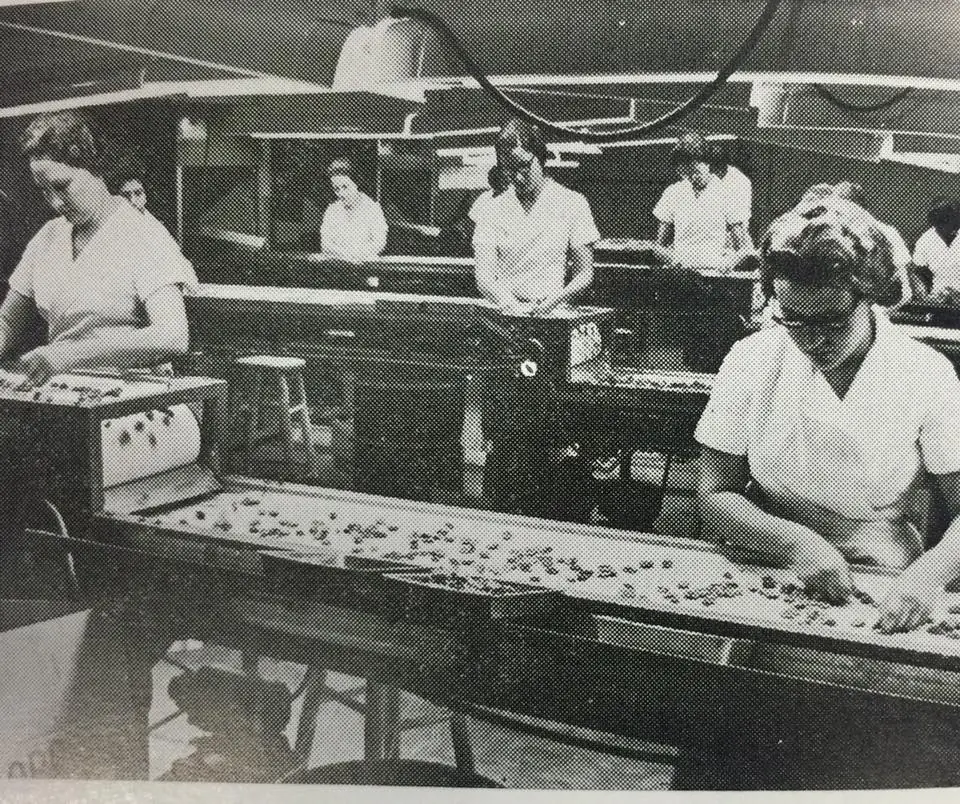 Photograph from the Facebook post “1967- Louisiana Pecan Shelling Plant.”