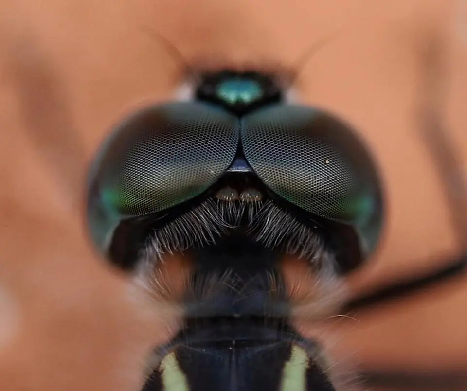Photograph from the Facebook post “Dragon Eyes Couldn't resist pulling out the macro lens and shooting some super closeups…”