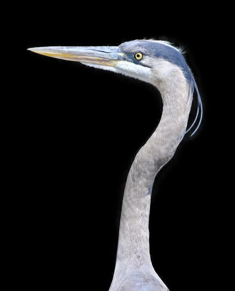 Photograph from the Facebook post “Happening Hair Do on Happening Heron.”