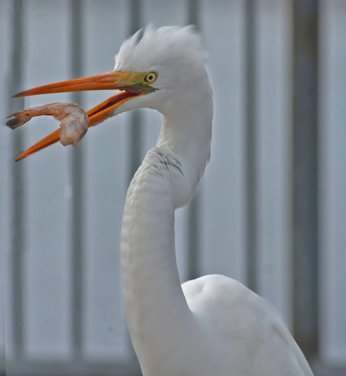 Photograph from the Facebook post “Caught this in Lake Charles on a pier downtown...”