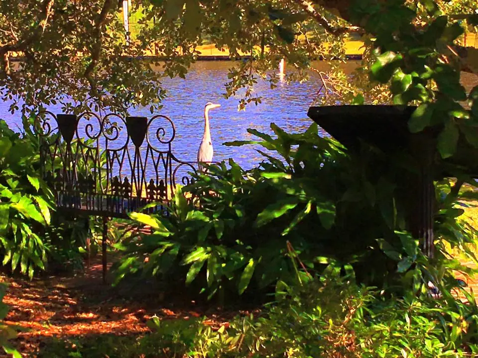 Photograph from the Facebook post “Natchitoches, Louisiana today on the river front.”